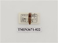 藏品(叩頭蟲(2))的圖片